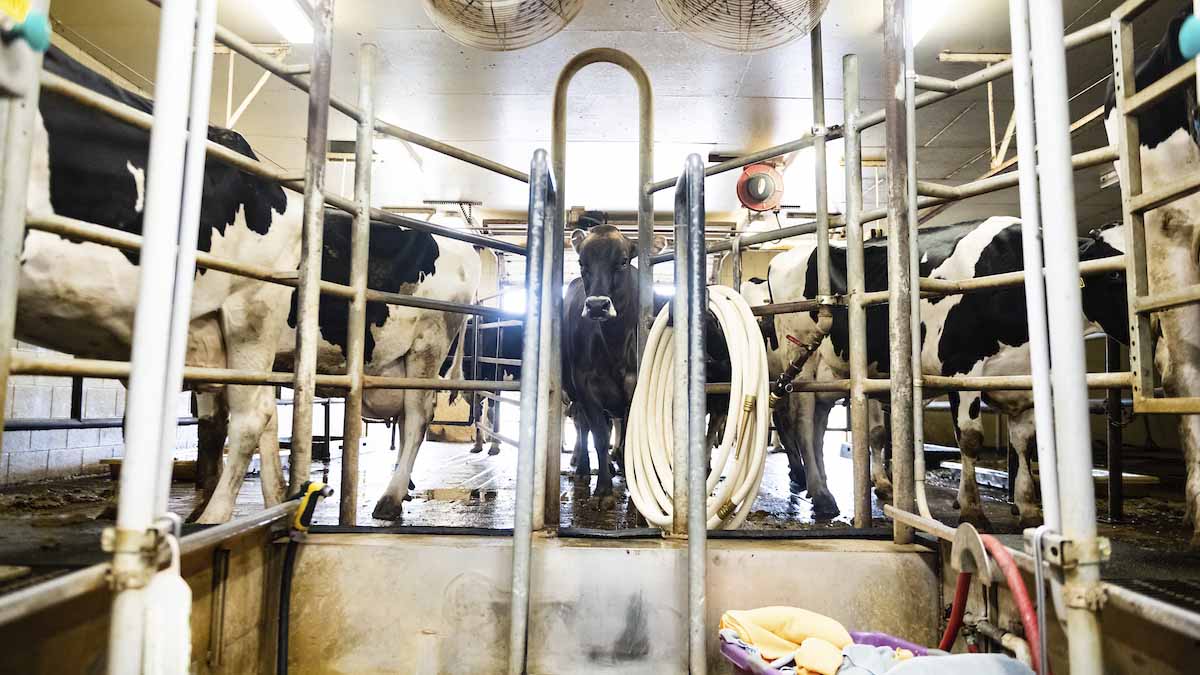 Dairy cows waiting to get hooked up in the milking parlor.