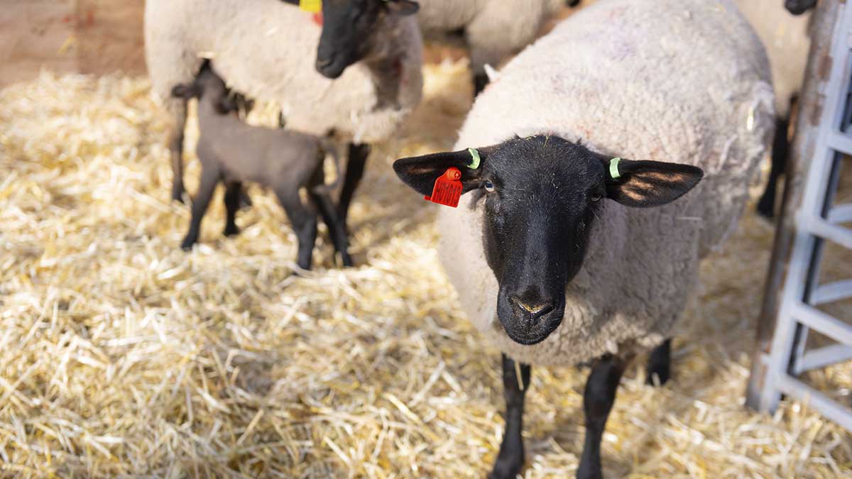 A ewe and in background a lamb nursing.