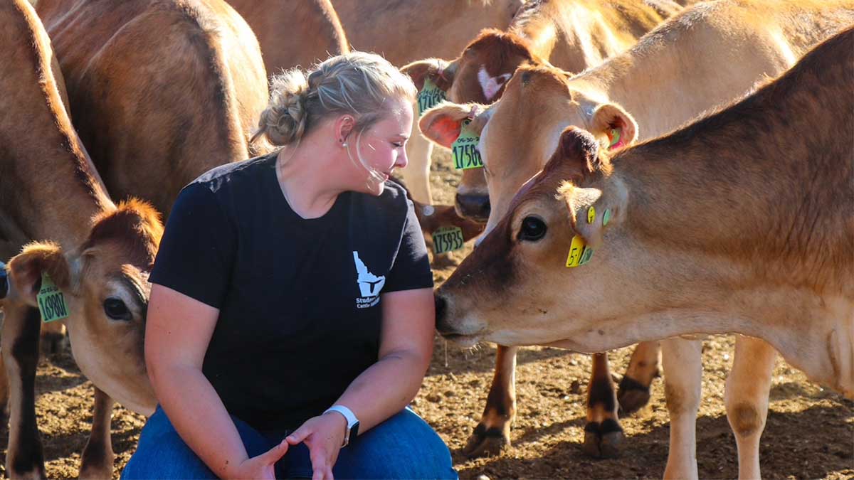 Woman surrounded by cattle