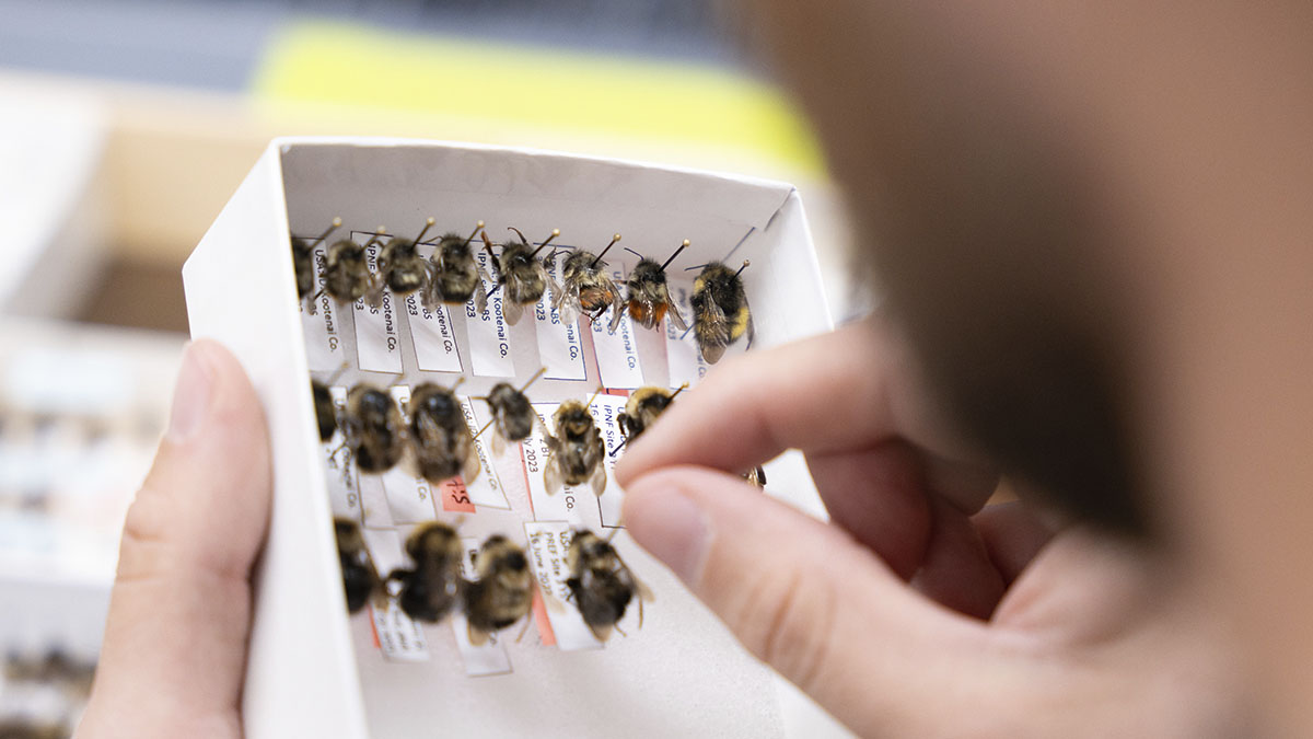 A hand holds a small box with dead bumblebees pinned inside.