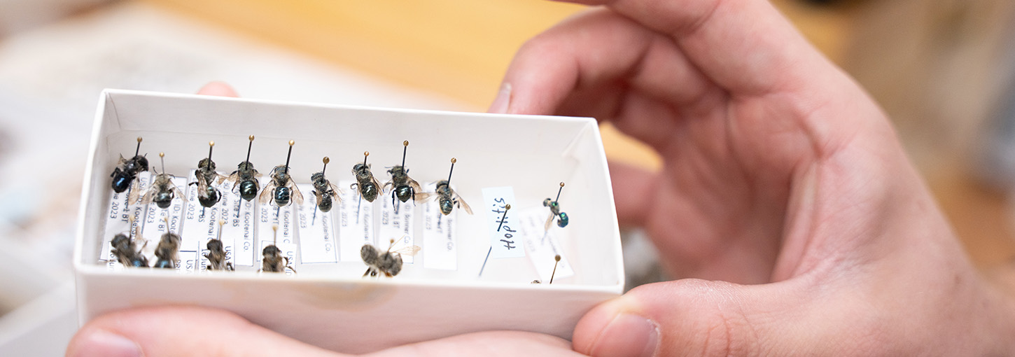 A hand holds a small tablet with insects pinned to it.