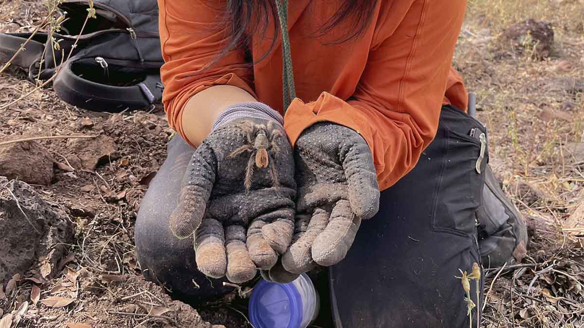 A close up photo of a tarantula held in a pair of gloved hands.