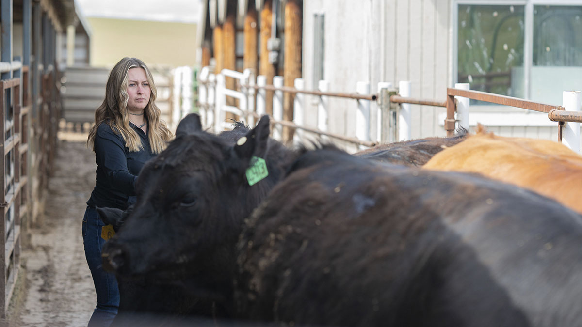 A woman moves steers through a chute.