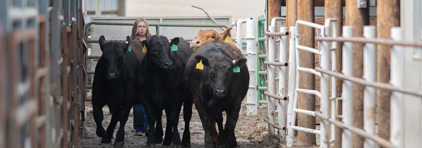 A woman walks behind a group of steers.