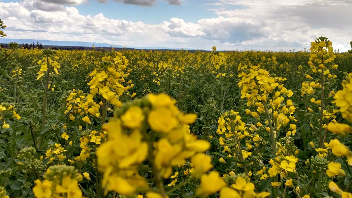 Mustard blooms