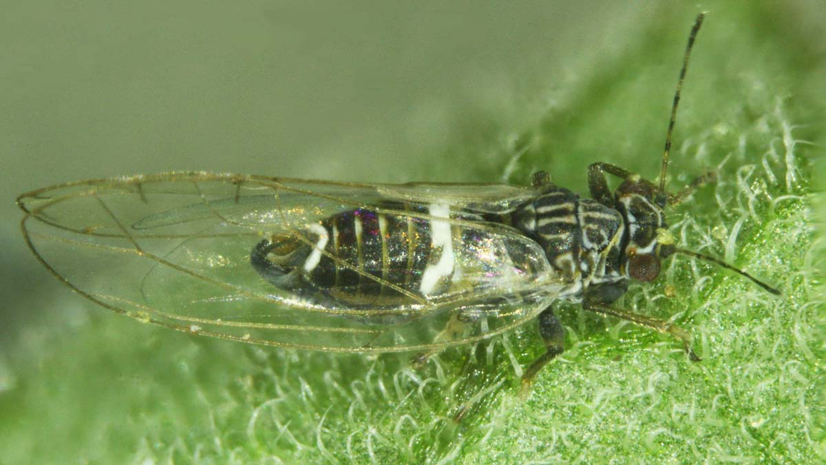 A psyllid adult