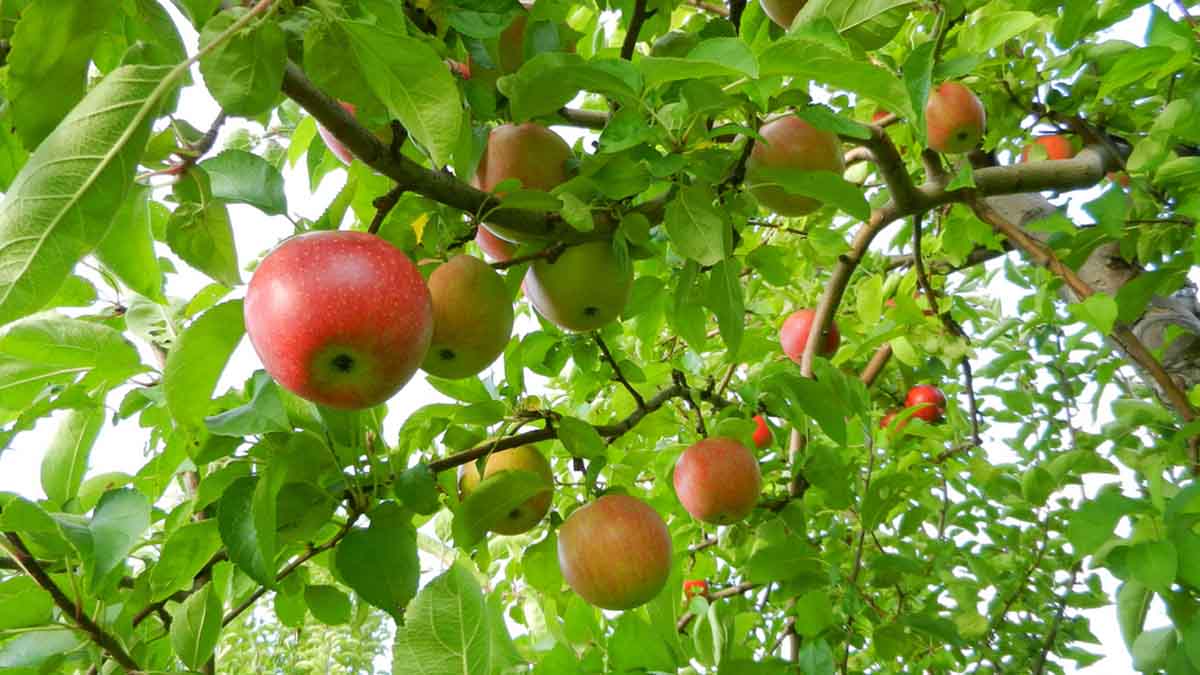 red apple trees