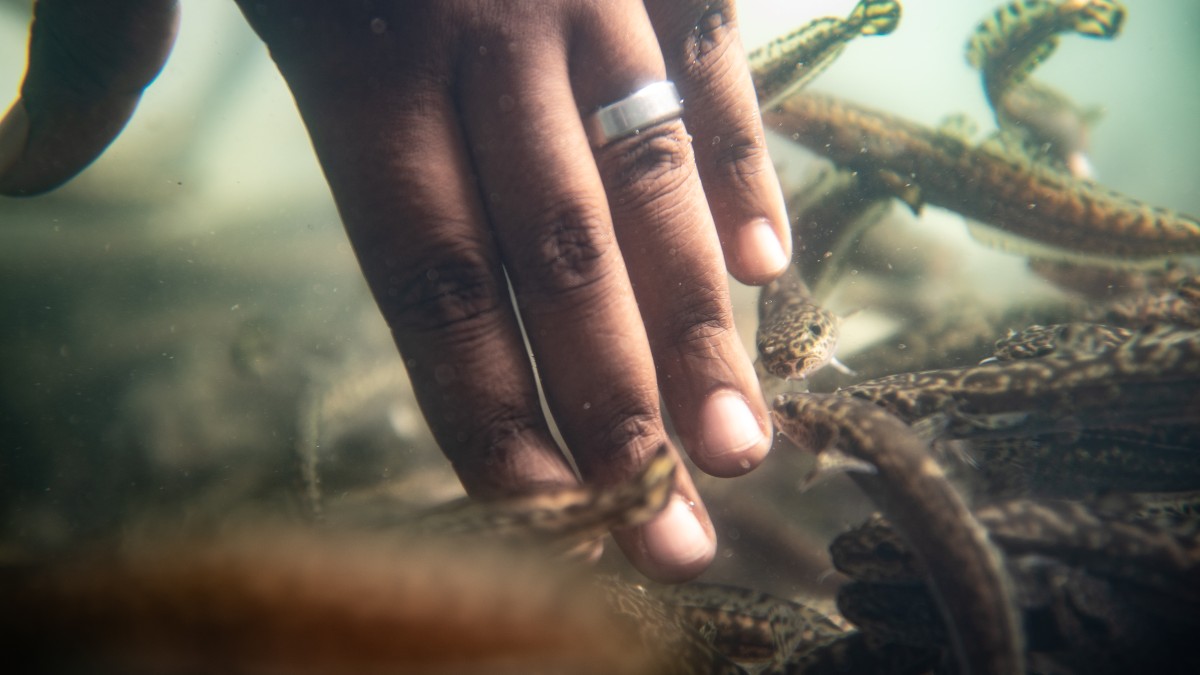 A hand reaches into a tank filled with burbot in the new Aquaculture Research Institute building.