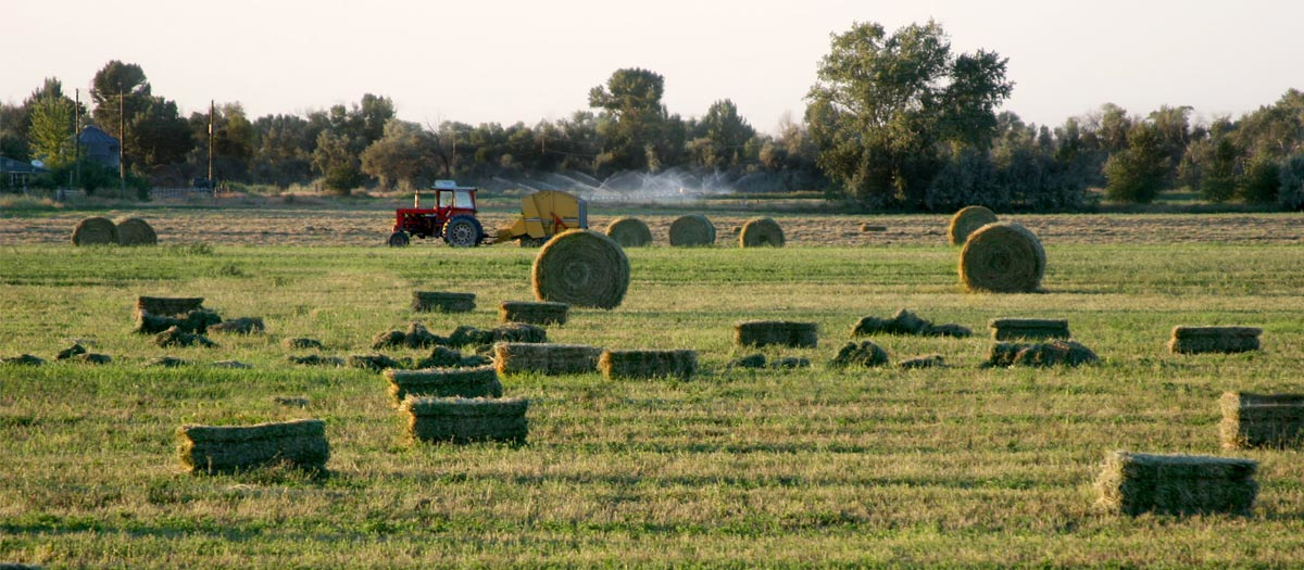 Hay bales fill a field.