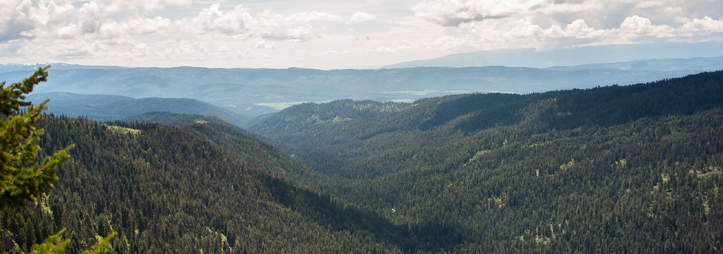 A view of a valley with trees.