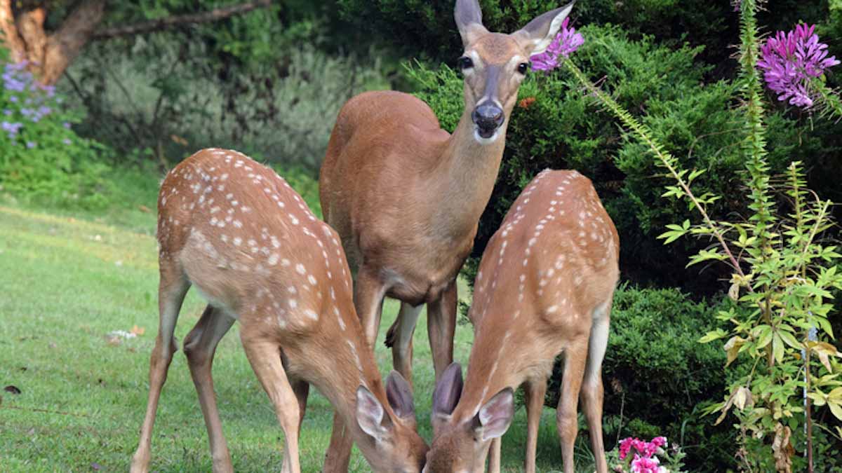 Deer in the garden