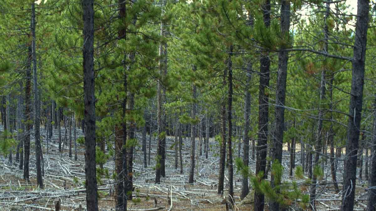 Forest timber thinned.