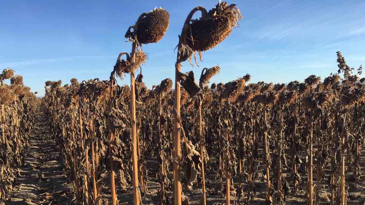 Sunflowers before fall harvest.