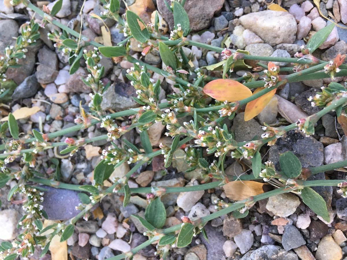 Close-up of Knotweed