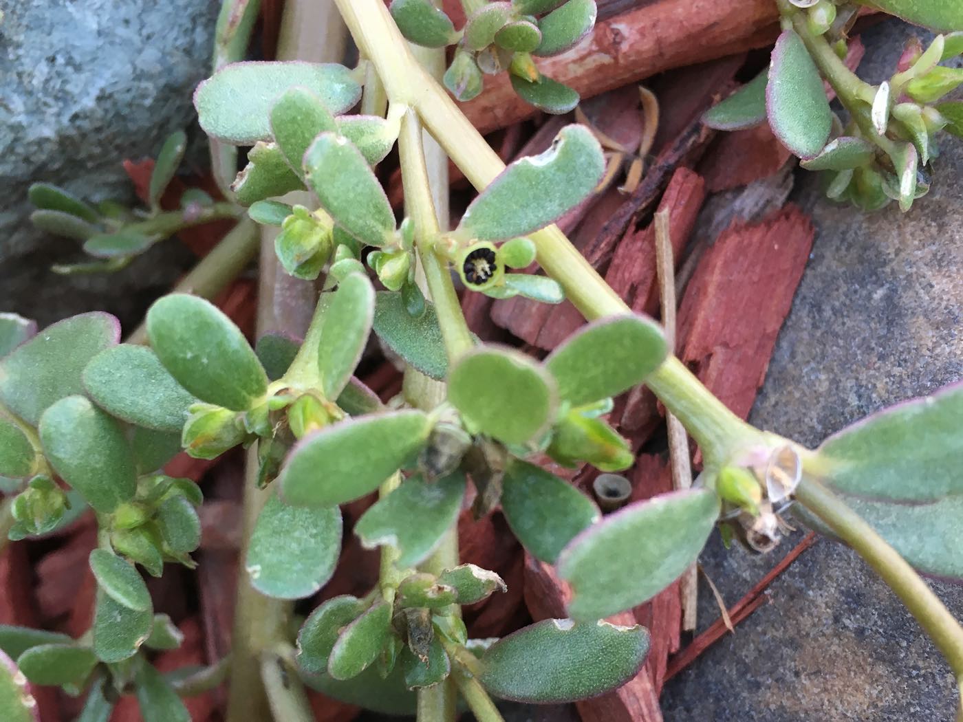 Close-up of Purslane Weed