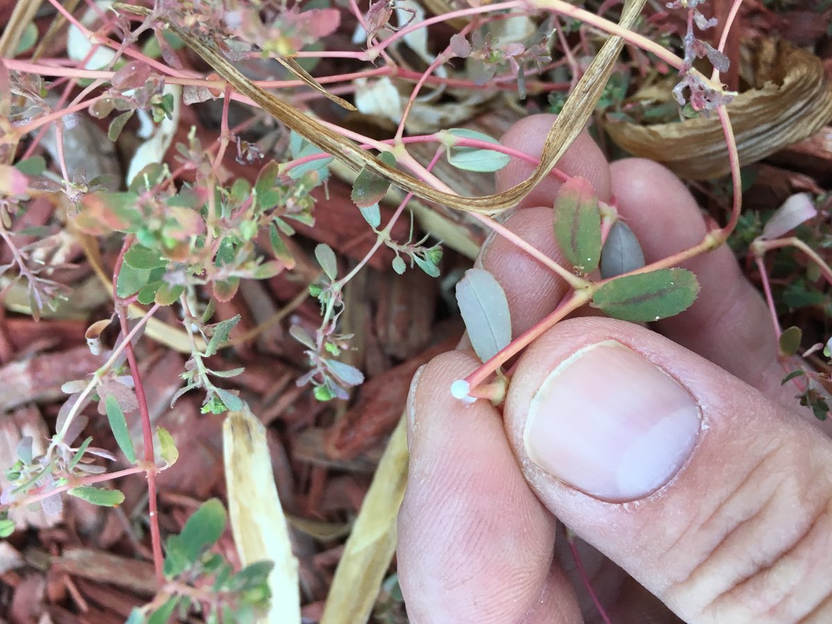 Close-up of Spurge Weed