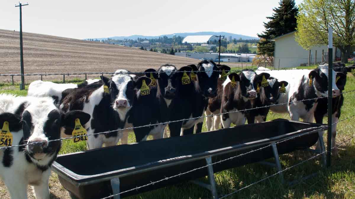 dairy cows