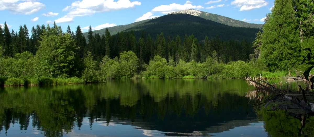 Panhandle Forests