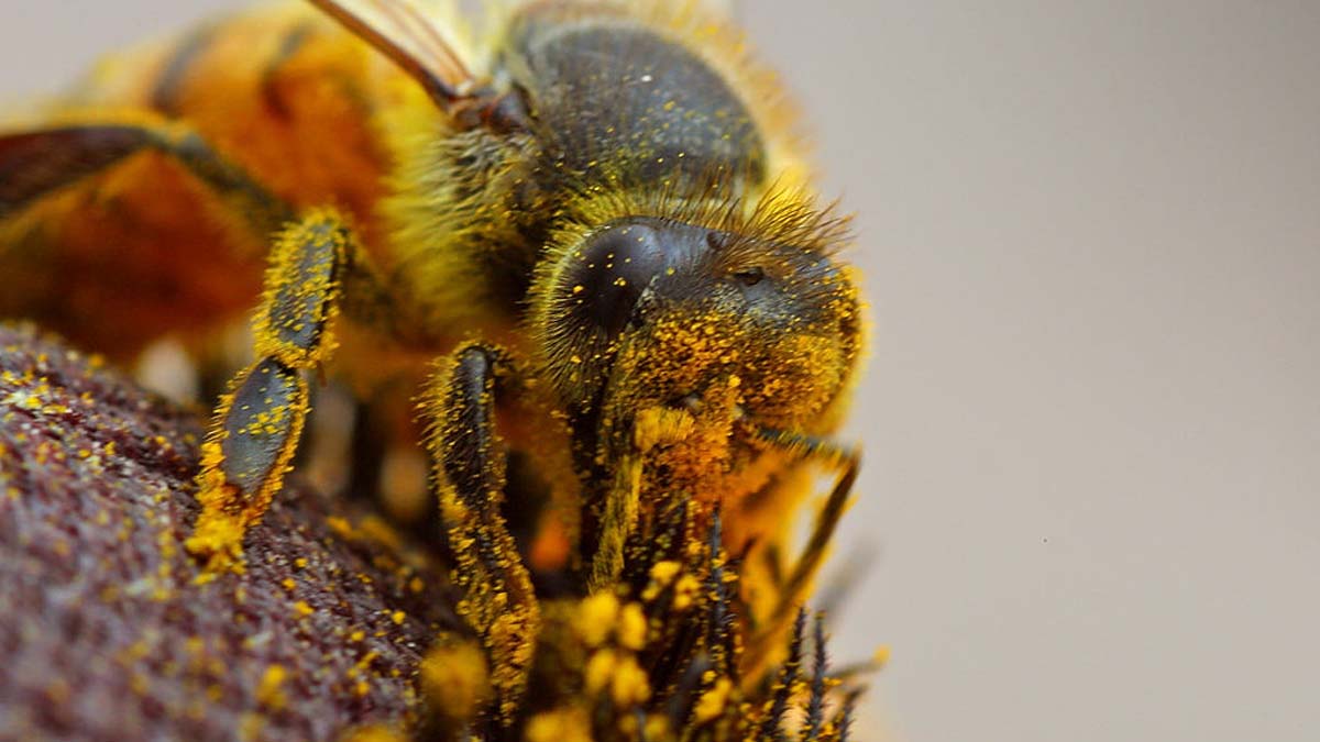 a bee pollinating a flower