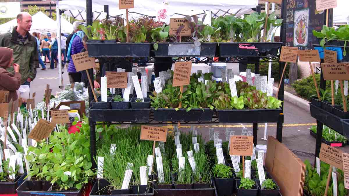 plants at farmers market