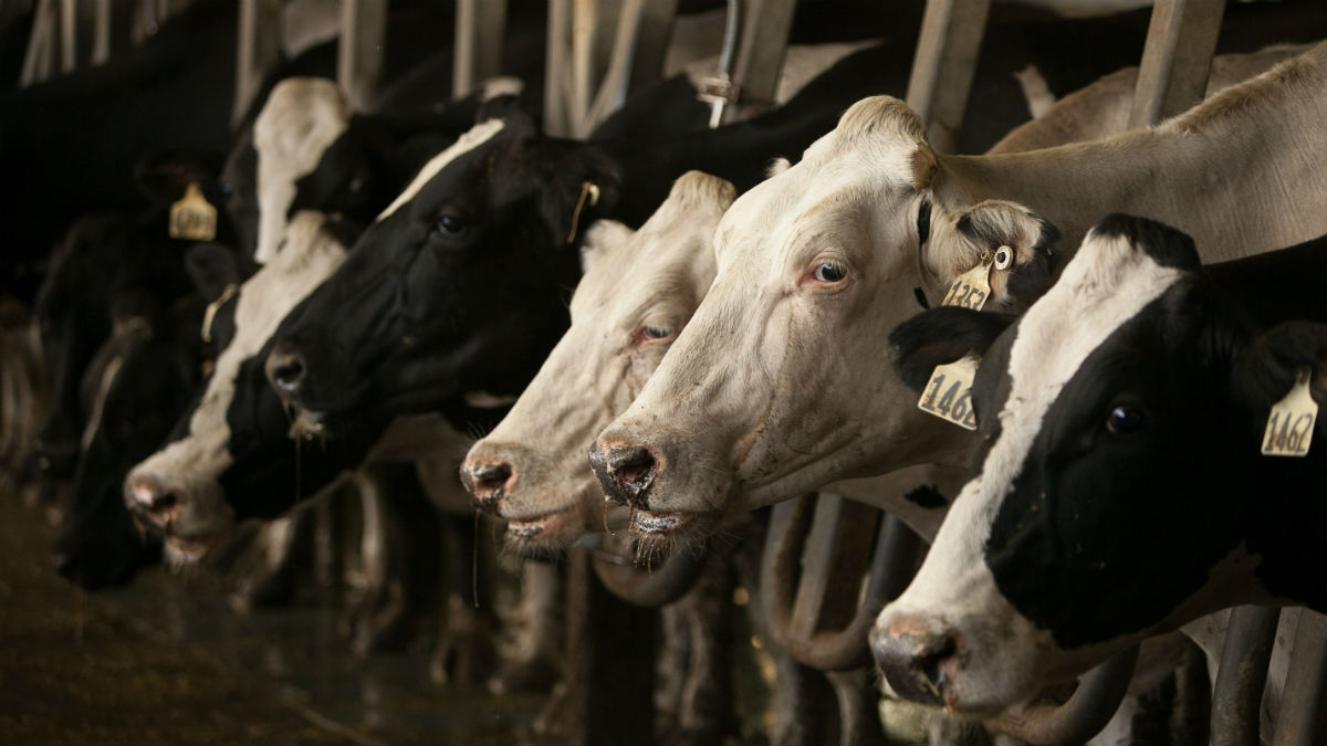 Cows eating