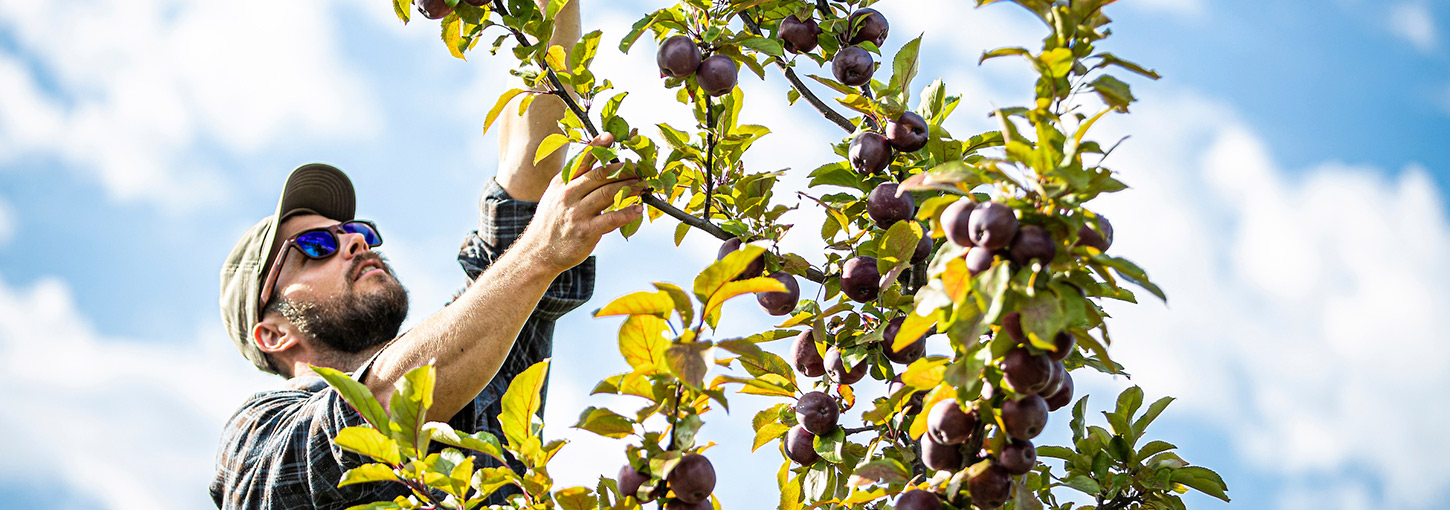 A student picks apples from a tree.