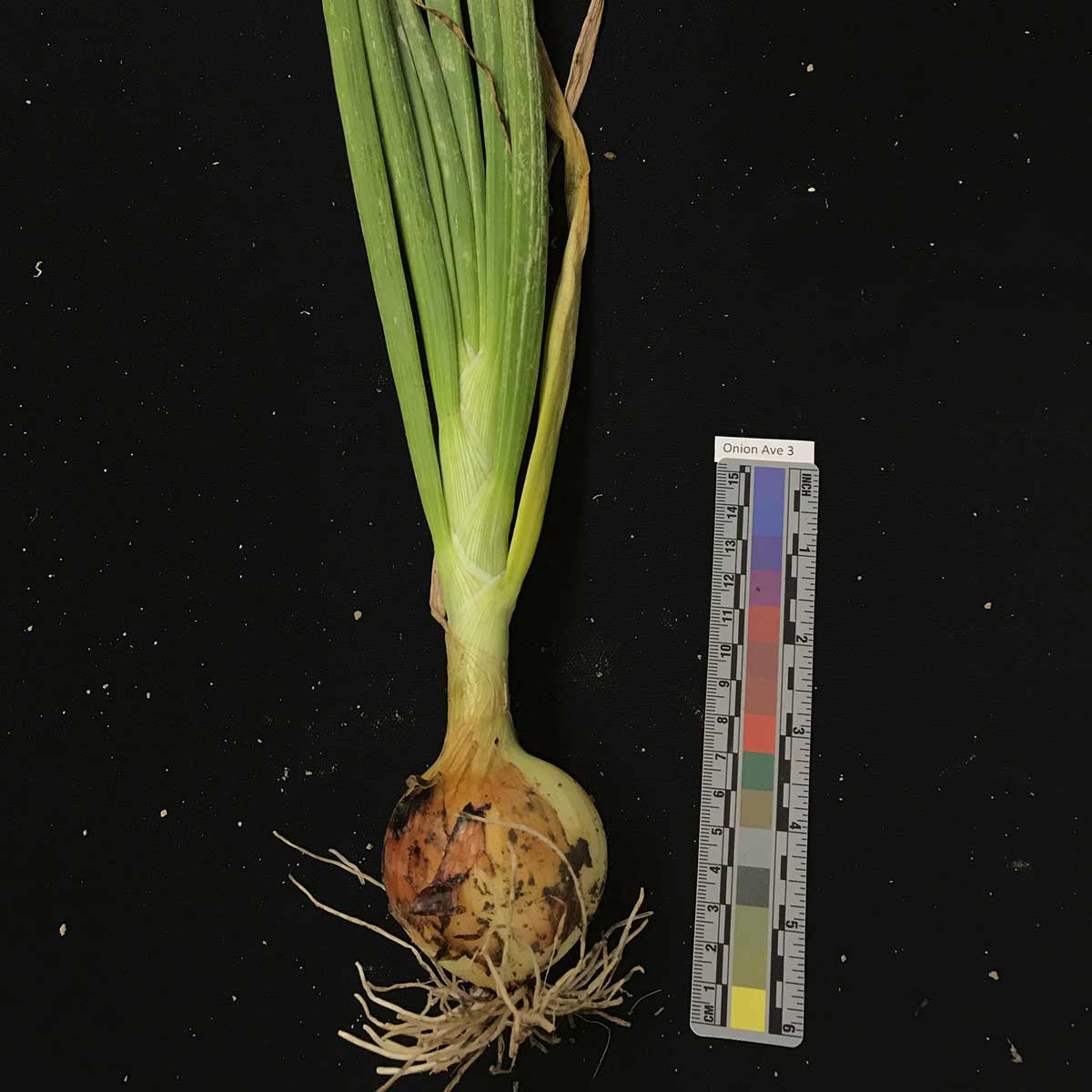 Pseudomonas spp. – Leaf symptoms (naturally infected)