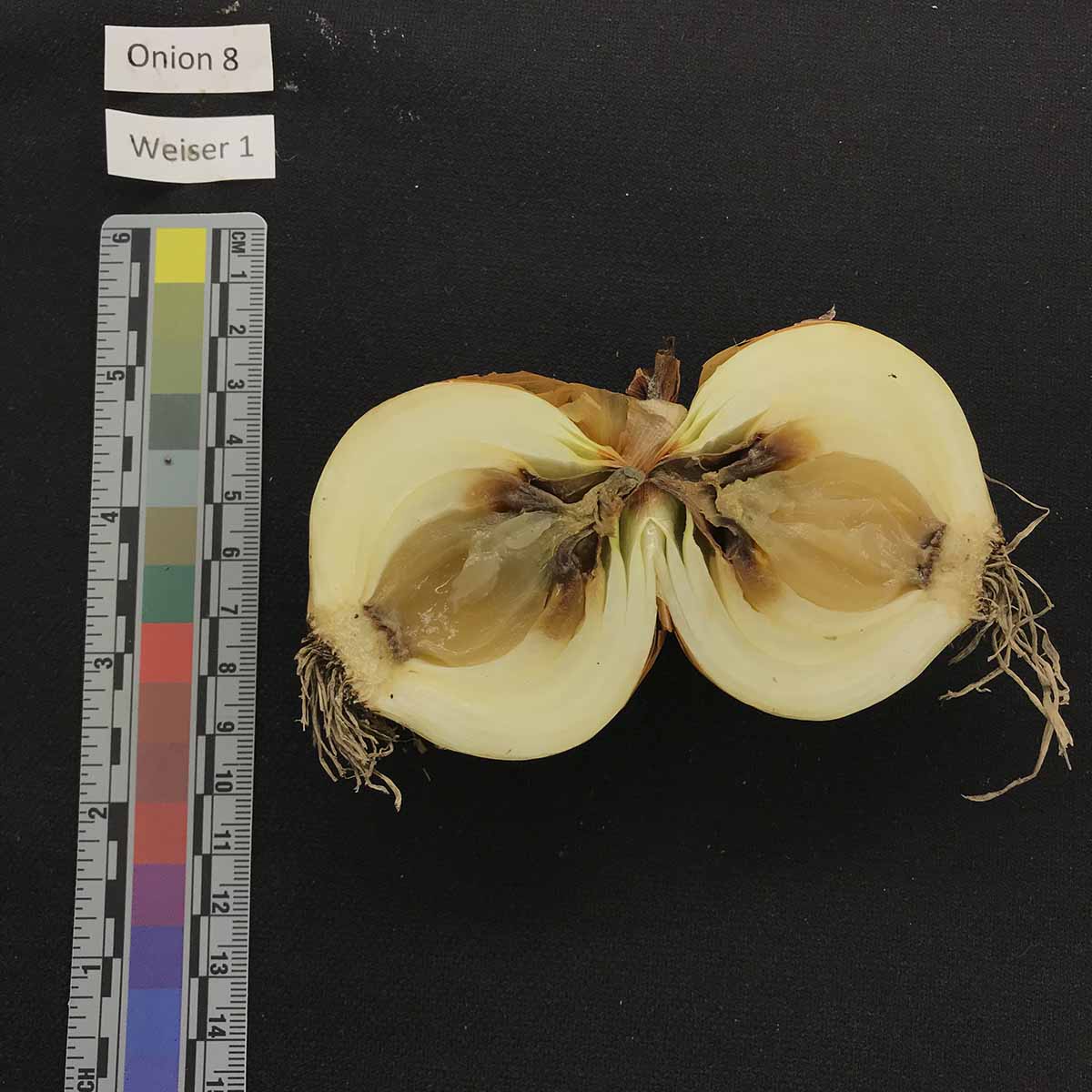 Pseudomonas spp. – Bulb symptoms (naturally infected)