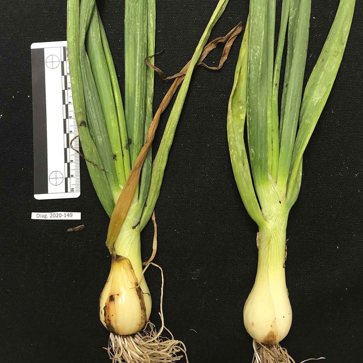 Pantoea agglomerans  - Bulb skin symptoms (naturally infected)