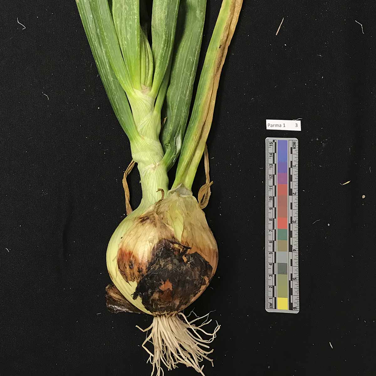 Pantoea agglomerans – Leaf symptoms (naturally infected)