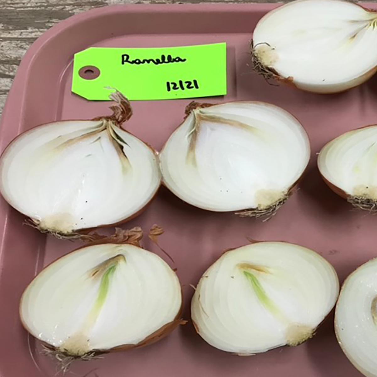 Rahnella spp.  – Bulb symptoms (inoculated)